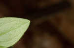 Licorice bedstraw